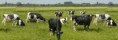 /album/fotogaleria/vacas-en-pradera-jpg/